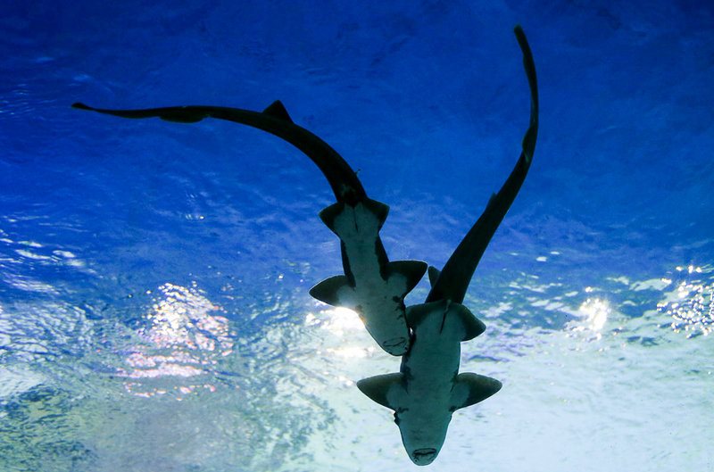 بازدید مسافران نوروزی از بزرگترین تونل آکواریوم ایران - اصفهان‎