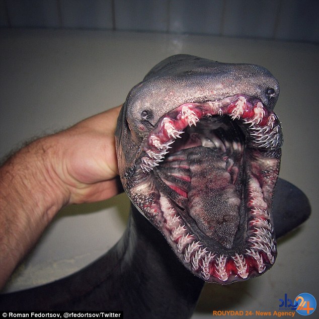 رونمایی ماهیگیر روس از موجودات عجیبی که تاکنون صید کرده (تصاویر) رونمایی ماهیگیر روس از موجودات عجیبی که تاکنون صید کرده (تصاویر)