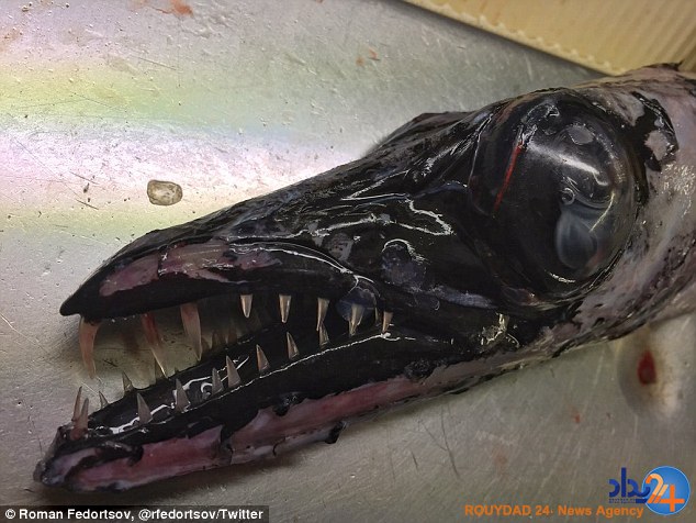 رونمایی ماهیگیر روس از موجودات عجیبی که تاکنون صید کرده (تصاویر) رونمایی ماهیگیر روس از موجودات عجیبی که تاکنون صید کرده (تصاویر)