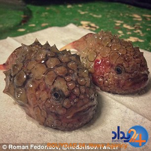 رونمایی ماهیگیر روس از موجودات عجیبی که تاکنون صید کرده (تصاویر) رونمایی ماهیگیر روس از موجودات عجیبی که تاکنون صید کرده (تصاویر)