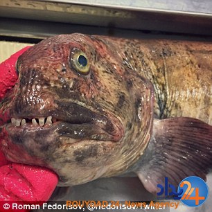 رونمایی ماهیگیر روس از موجودات عجیبی که تاکنون صید کرده (تصاویر) رونمایی ماهیگیر روس از موجودات عجیبی که تاکنون صید کرده (تصاویر)