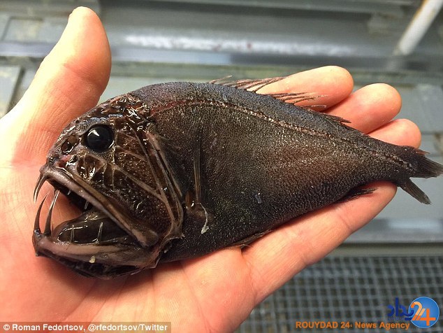 رونمایی ماهیگیر روس از موجودات عجیبی که تاکنون صید کرده (تصاویر) رونمایی ماهیگیر روس از موجودات عجیبی که تاکنون صید کرده (تصاویر)