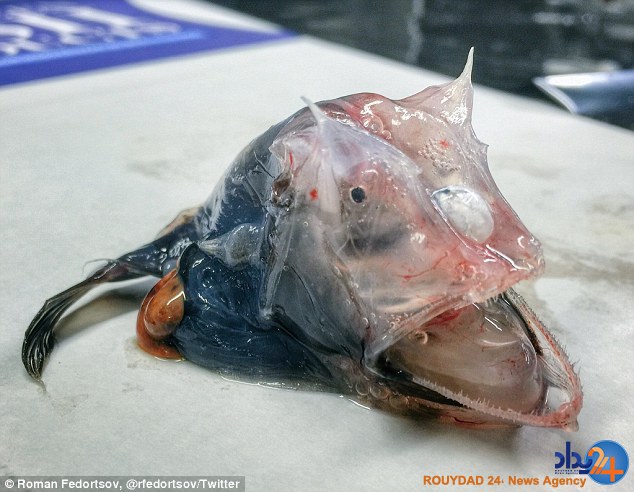 رونمایی ماهیگیر روس از موجودات عجیبی که تاکنون صید کرده (تصاویر) رونمایی ماهیگیر روس از موجودات عجیبی که تاکنون صید کرده (تصاویر)