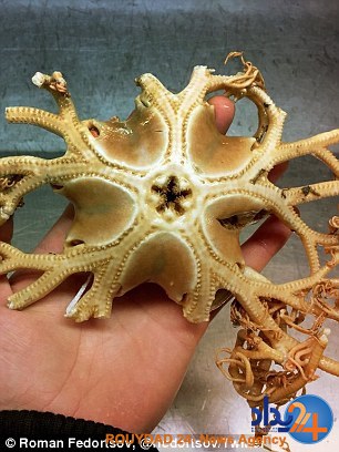 رونمایی ماهیگیر روس از موجودات عجیبی که تاکنون صید کرده (تصاویر) رونمایی ماهیگیر روس از موجودات عجیبی که تاکنون صید کرده (تصاویر)