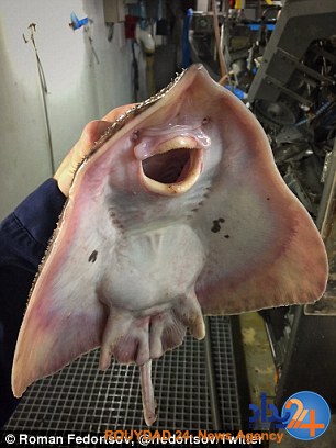 رونمایی ماهیگیر روس از موجودات عجیبی که تاکنون صید کرده (تصاویر) رونمایی ماهیگیر روس از موجودات عجیبی که تاکنون صید کرده (تصاویر)