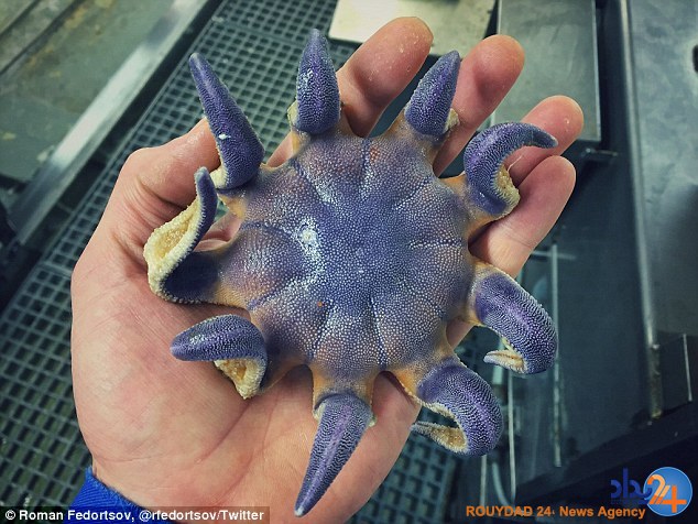 رونمایی ماهیگیر روس از موجودات عجیبی که تاکنون صید کرده (تصاویر) رونمایی ماهیگیر روس از موجودات عجیبی که تاکنون صید کرده (تصاویر)