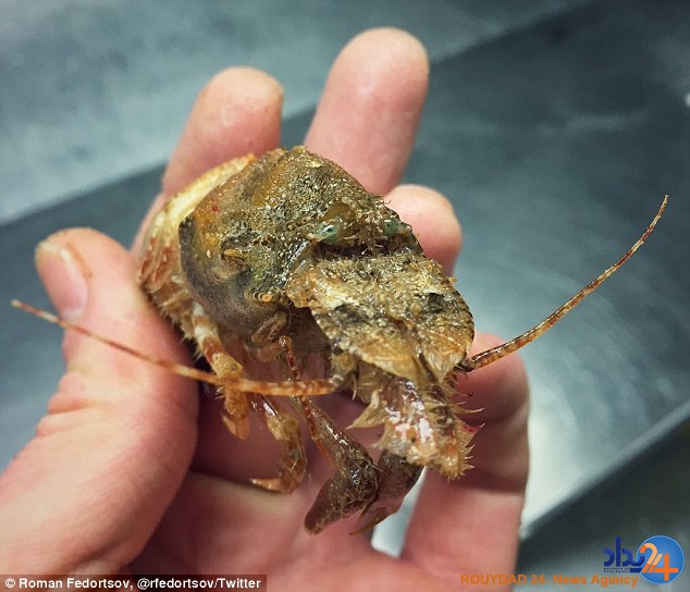 رونمایی ماهیگیر روس از موجودات عجیبی که تاکنون صید کرده (تصاویر) رونمایی ماهیگیر روس از موجودات عجیبی که تاکنون صید کرده (تصاویر)