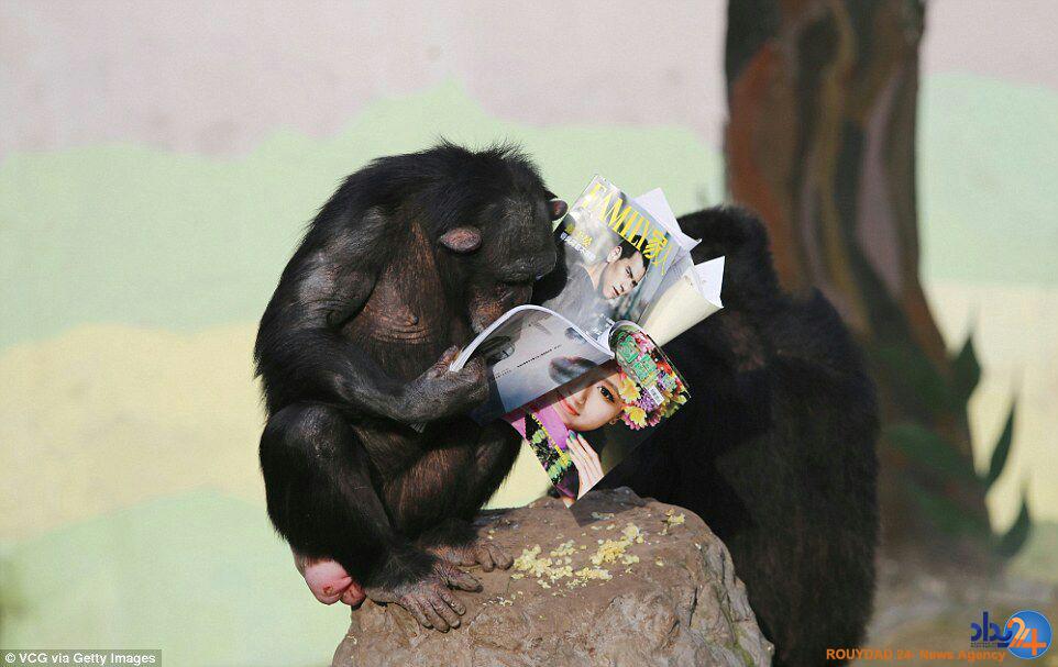 میمون‌ها در چین مجله می‌خوانند (تصاویر)