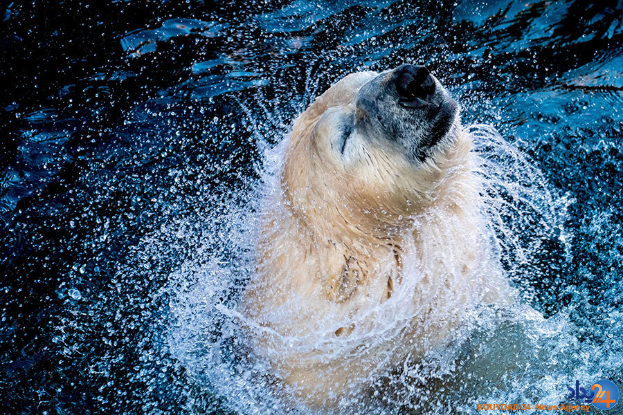 از اعتراض و فقر در هند تا مراسم سال نو در توکیو