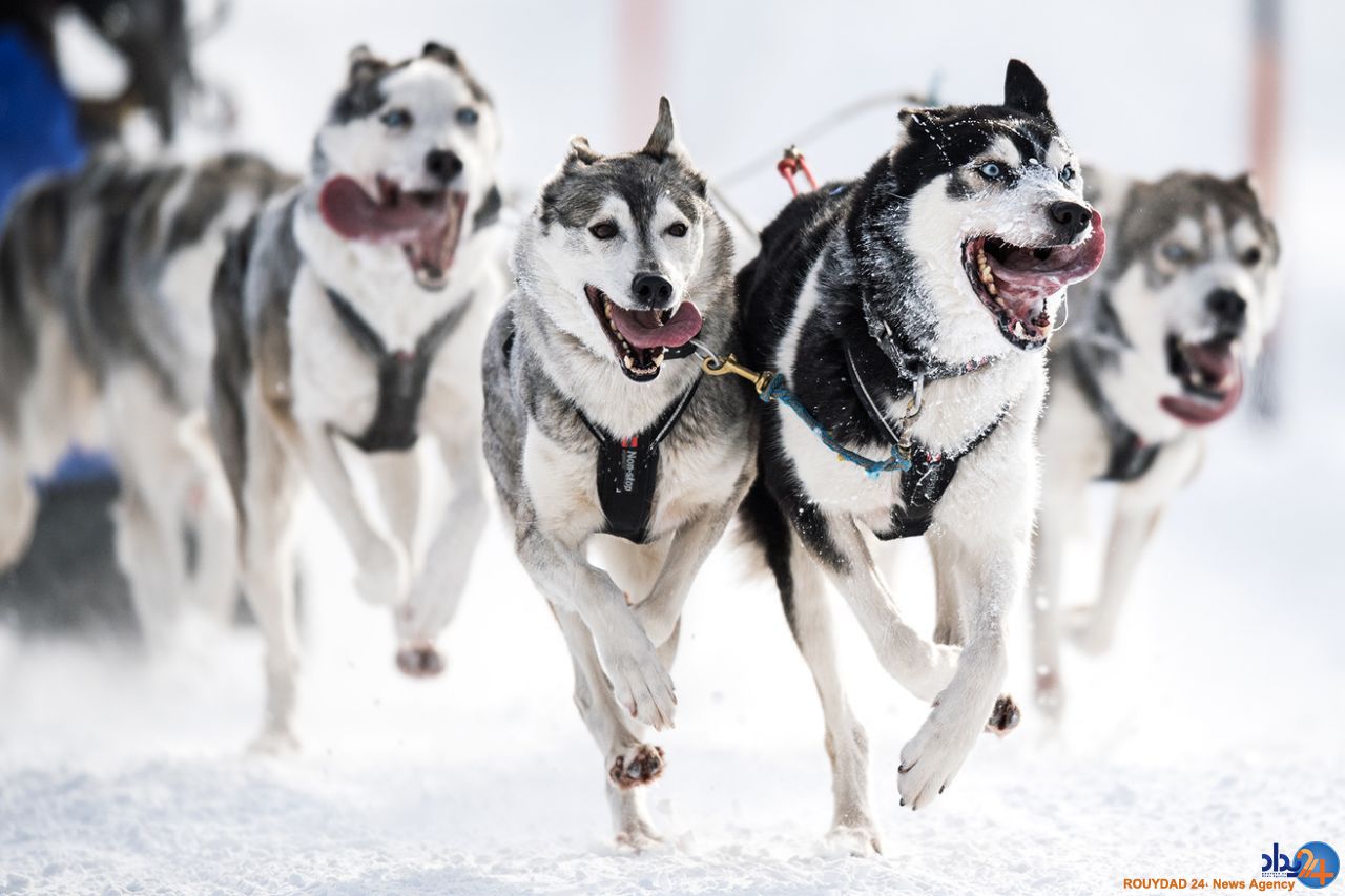 از یخ‌های شناور در مجارستان تا مرغان دریایی در ترکیه