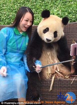 پاندای عاشق سلفی که مقابل دوربین ژست میگیرد (تصاویر) پاندای عاشق سلفی که مقابل دوربین ژست میگیرد (تصاویر)