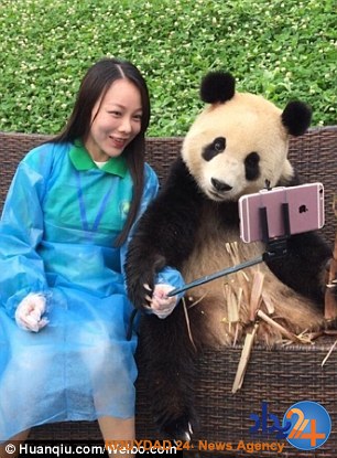 پاندای عاشق سلفی که مقابل دوربین ژست میگیرد (تصاویر) پاندای عاشق سلفی که مقابل دوربین ژست میگیرد (تصاویر)