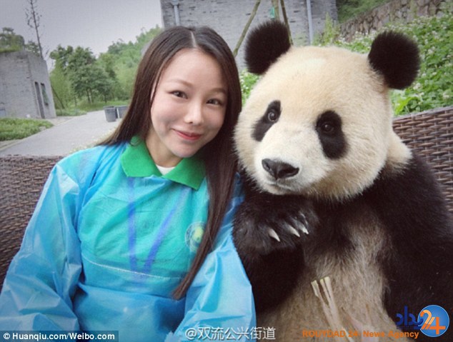 پاندای عاشق سلفی که مقابل دوربین ژست میگیرد (تصاویر) پاندای عاشق سلفی که مقابل دوربین ژست میگیرد (تصاویر)