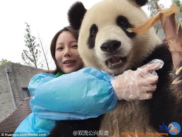 پاندای عاشق سلفی که مقابل دوربین ژست میگیرد (تصاویر) پاندای عاشق سلفی که مقابل دوربین ژست میگیرد (تصاویر)