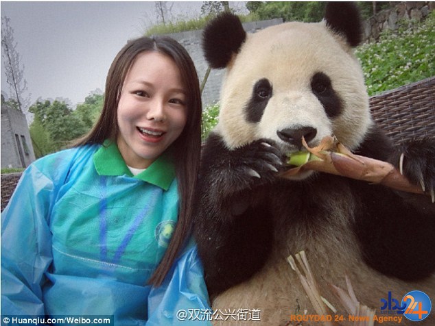 پاندای عاشق سلفی که مقابل دوربین ژست میگیرد (تصاویر) پاندای عاشق سلفی که مقابل دوربین ژست میگیرد (تصاویر)