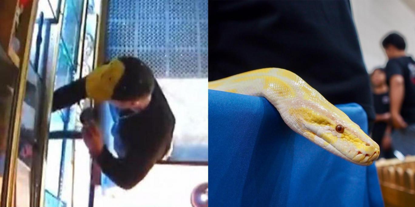 دزدی عجیب؛ این بار مار دزدی (فیلم و تصویر)