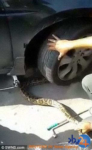 تلاش دو مرد برای بیرون کشیدن ماری که می‌خواست در موتور خودرو بماند (فیلم و تصاویر)