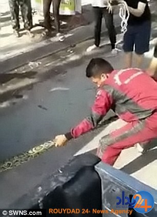 تلاش دو مرد برای بیرون کشیدن ماری که می‌خواست در موتور خودرو بماند (فیلم و تصاویر)