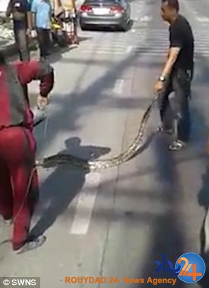 تلاش دو مرد برای بیرون کشیدن ماری که می‌خواست در موتور خودرو بماند (فیلم و تصاویر)