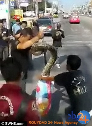 تلاش دو مرد برای بیرون کشیدن ماری که می‌خواست در موتور خودرو بماند (فیلم و تصاویر)