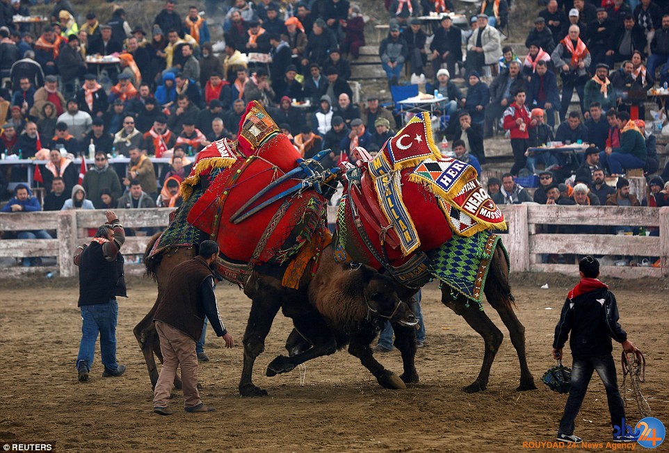 جنگ شترها در فستیوال سالانه ترکیه (تصاویر)
