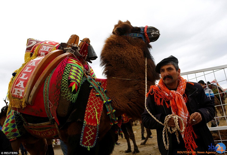 جنگ شترها در فستیوال سالانه ترکیه (تصاویر)