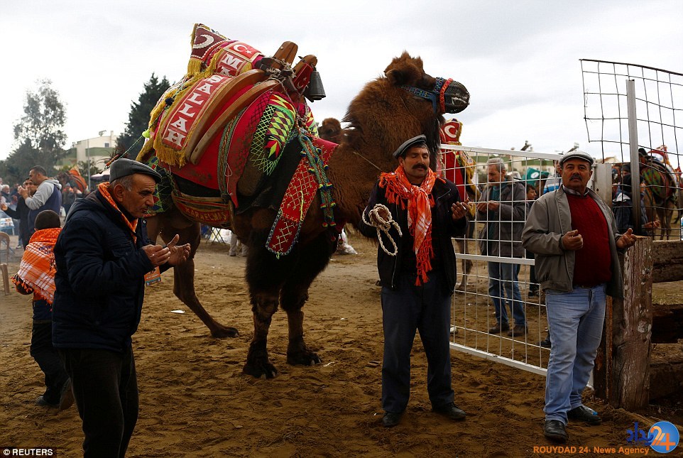 جنگ شترها در فستیوال سالانه ترکیه (تصاویر)