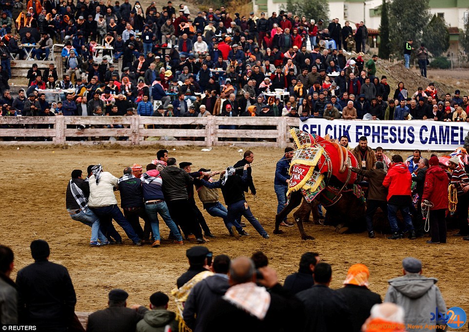 جنگ شترها در فستیوال سالانه ترکیه (تصاویر)