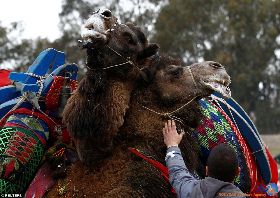 جنگ شترها در فستیوال سالانه ترکیه (تصاویر)