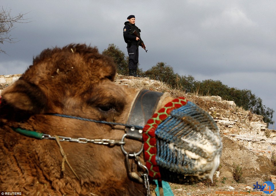 جنگ شترها در فستیوال سالانه ترکیه (تصاویر)