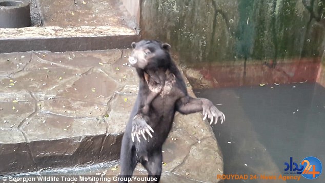 التماس خرس‌های باغ‌وحش از مردم برای غذا (فیلم و تصاویر)