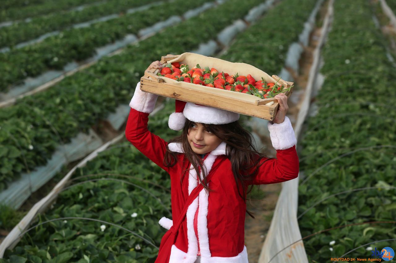 از بابانوئل در هند تا بابانوئل در نوار غزه از بابانوئل در هند تا بابانوئل در نوار غزه