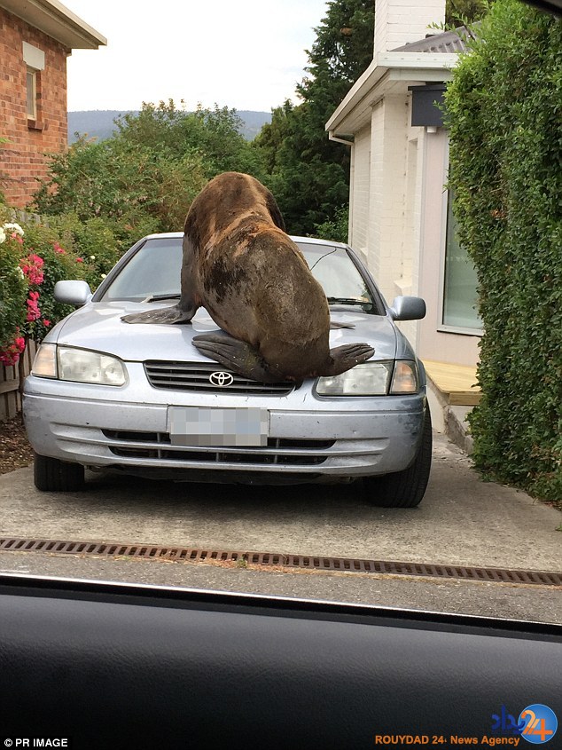 خسارت چندهزار دلاری فوک رها شده در خیابان (فیلم و تصاویر)