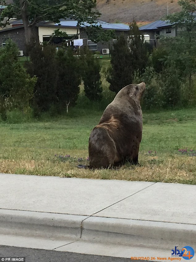 خسارت چندهزار دلاری فوک رها شده در خیابان (فیلم و تصاویر)