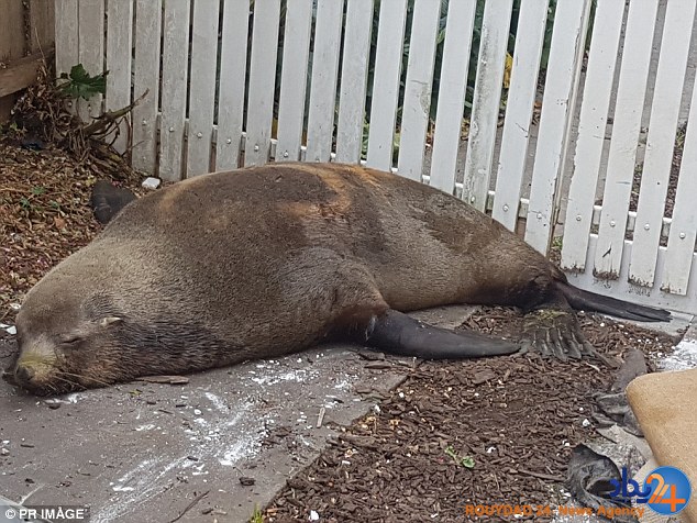 خسارت چندهزار دلاری فوک رها شده در خیابان (فیلم و تصاویر)