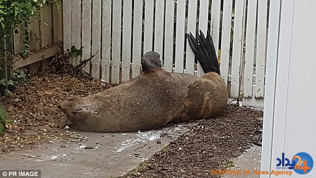 خسارت چندهزار دلاری فوک رها شده در خیابان (فیلم و تصاویر)