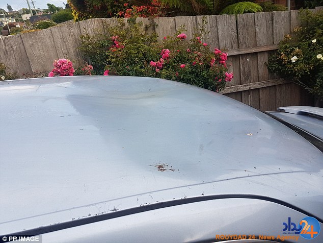 خسارت چندهزار دلاری فوک رها شده در خیابان (فیلم و تصاویر)