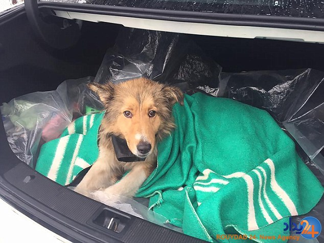 نجات سگی روی ریل قطار با مراقبت دو روزه جفتش (فیلم و تصاویر) نجات سگی روی ریل قطار با مراقبت دو روزه جفتش (فیلم و تصاویر)