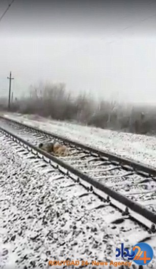 نجات سگی روی ریل قطار با مراقبت دو روزه جفتش (فیلم و تصاویر) نجات سگی روی ریل قطار با مراقبت دو روزه جفتش (فیلم و تصاویر)