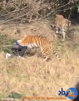 این زن و بچه شاهد خورده شدن پدرخانواده توسط ببرها بودند (تصاویر)