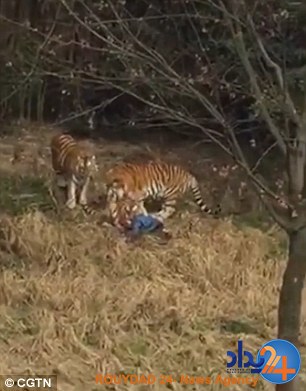 این زن و بچه شاهد خورده شدن پدرخانواده توسط ببرها بودند (تصاویر)