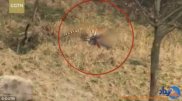 این زن و بچه شاهد خورده شدن پدرخانواده توسط ببرها بودند (تصاویر)