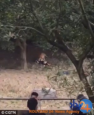 این زن و بچه شاهد خورده شدن پدرخانواده توسط ببرها بودند (تصاویر)