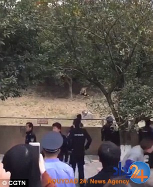 این زن و بچه شاهد خورده شدن پدرخانواده توسط ببرها بودند (تصاویر)