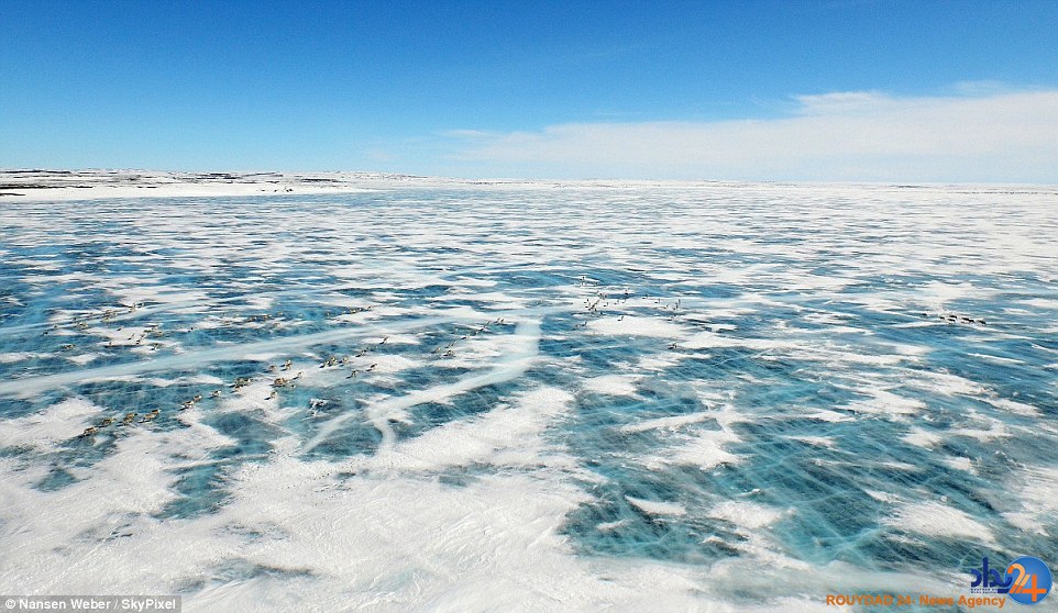 از مهاجرت گوزن ها از دریاچه یخ زده کانادا تا کلیساهای روسیه (تصاویر)