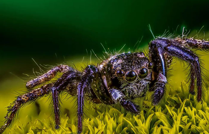 نسبت بزرگنمایی لنز در عکاسی ماکرو چیست و چرا اهمیت دارد؟