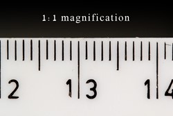 نسبت بزرگنمایی لنز در عکاسی ماکرو چیست و چرا اهمیت دارد؟