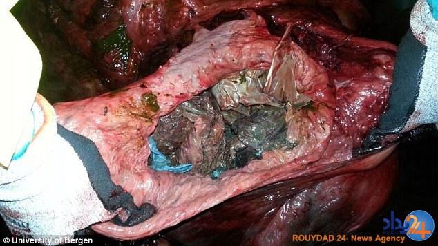 کشته شدن یک وال به دلیل خوردن 30 کیسه پلاستیکی (تصاویر)