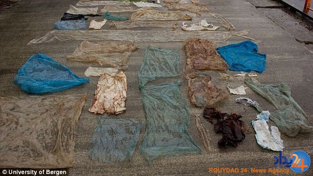 کشته شدن یک وال به دلیل خوردن 30 کیسه پلاستیکی (تصاویر)