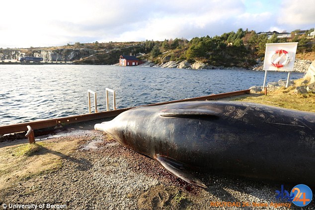 کشته شدن یک وال به دلیل خوردن 30 کیسه پلاستیکی (تصاویر)